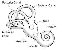 Inner Ear Anatomy 4.PNG
