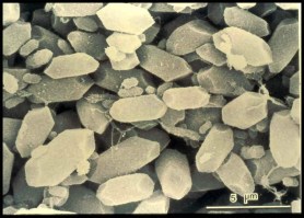 Scanning Electron Micrograph of Otoconia