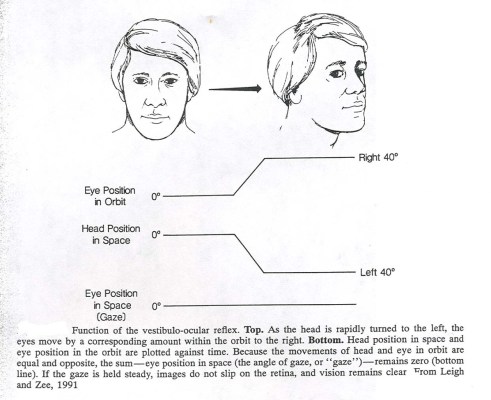 Vestibulo Ocular Reflex