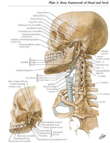 Cervical Spine Anatomy