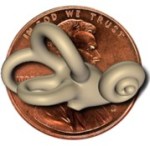 Vestibular System size of coin