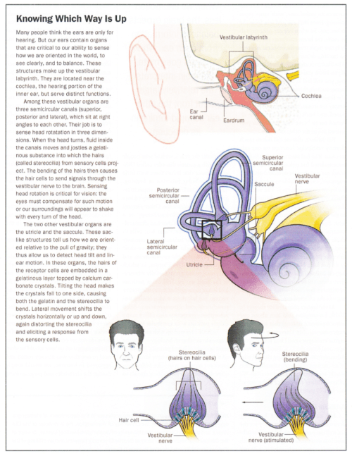 Otolith Organs