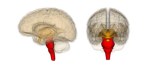 Brain Stem