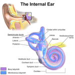 Vestibular System The Internal&nbsp;Ear