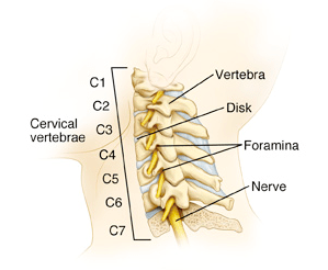 cervical-vertebrae.png
