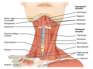 Neck muscles